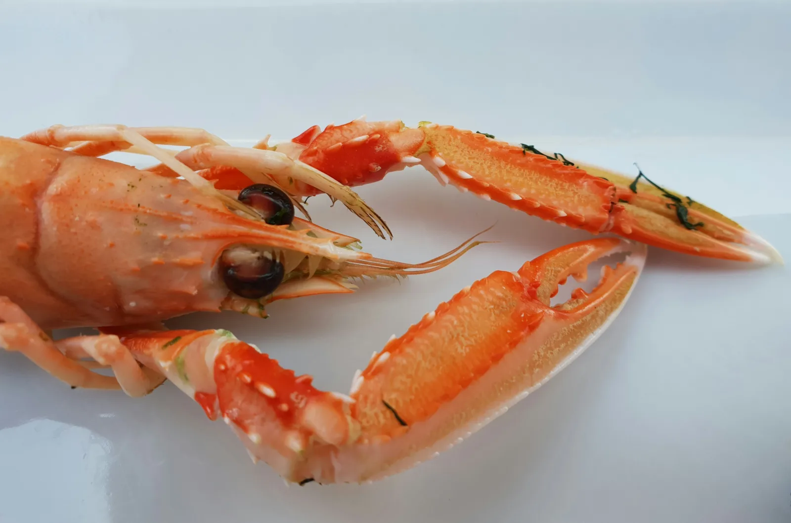 Pemerintah Tutup Ekspor Benih Lobster Secara Permanen dan Bentuk Satgas untuk Menindak Penyelundupan