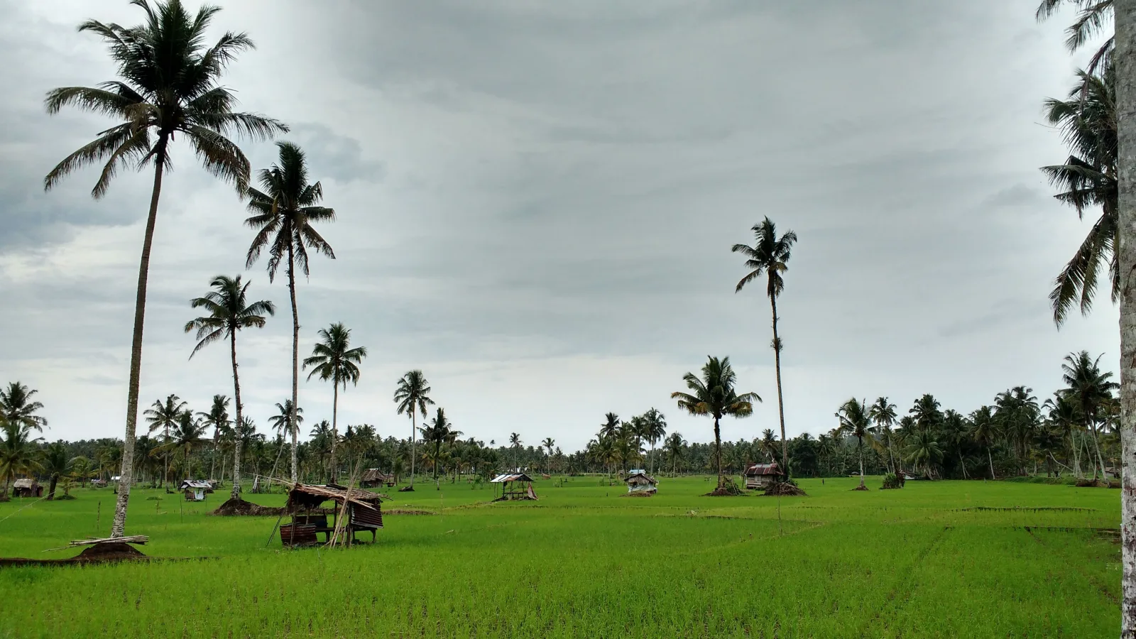 Pemerintah Terbitkan Aturan Jual Karbon dari Sawah, Peternakan, dan Perkebunan